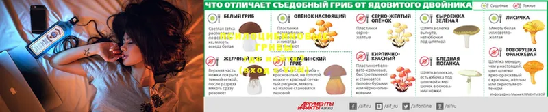 сколько стоит  Ртищево  Галлюциногенные грибы Cubensis 