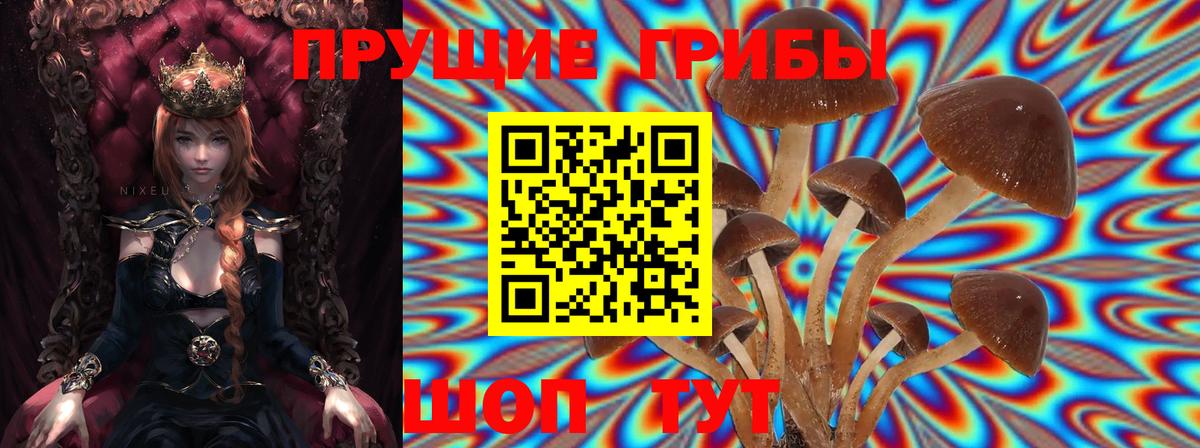 Псилоцибиновые грибы GOLDEN TEACHER  Галлюциногенные грибы GOLDEN TEACHER  как найти закладки  Ртищево 